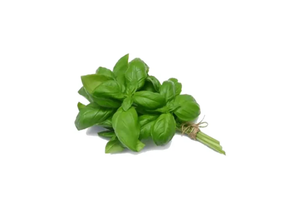 Albahaca *Hoja Grande*	 500 gr 