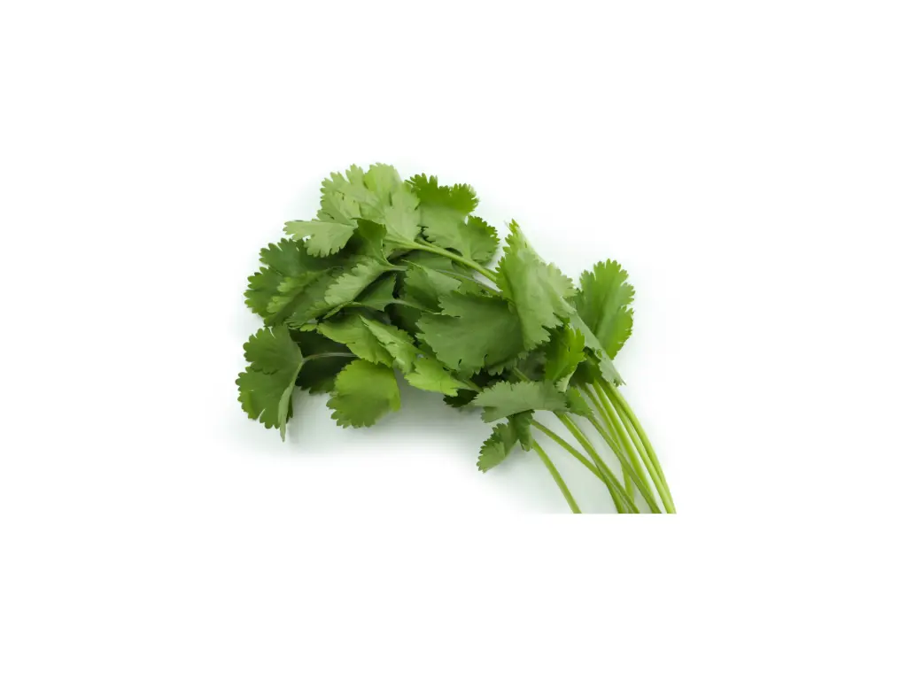 Cilantro Criollo 1/3