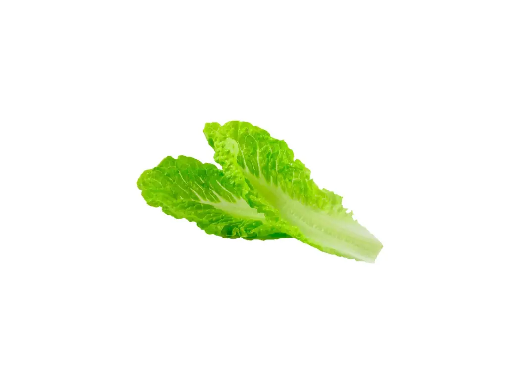 Lechuga Orejona Jumbo emplayada Pieza 